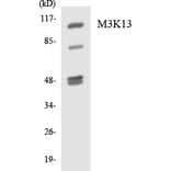 Western Blot - Anti-M3K13 Antibody (R12-2982) - Antibodies.com