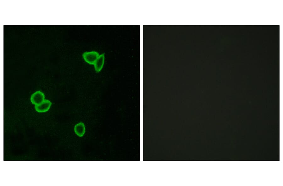 Immunofluorescence - Anti-LPHN1 Antibody (G377) - Antibodies.com