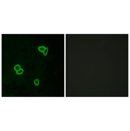 Immunofluorescence - Anti-LPHN1 Antibody (G377) - Antibodies.com
