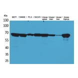 Western Blot - Anti-LMNB1 Antibody (C30101) - Antibodies.com