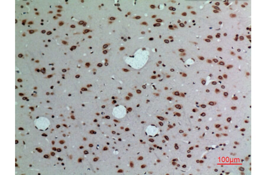 Immunohistochemistry - Anti-LMNB1 Antibody (C30101) - Antibodies.com