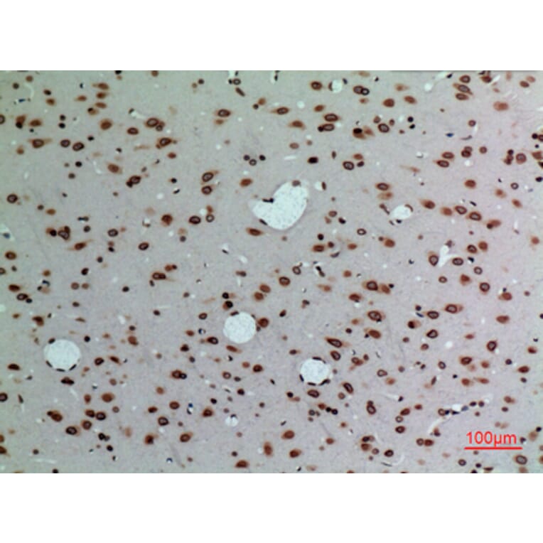 Immunohistochemistry - Anti-LMNB1 Antibody (C30101) - Antibodies.com
