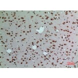 Immunohistochemistry - Anti-LMNB1 Antibody (C30101) - Antibodies.com