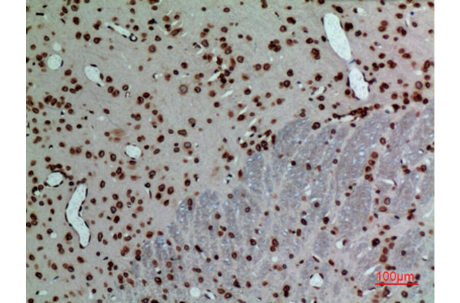 Immunohistochemistry - Anti-LMNB1 Antibody (C30101) - Antibodies.com