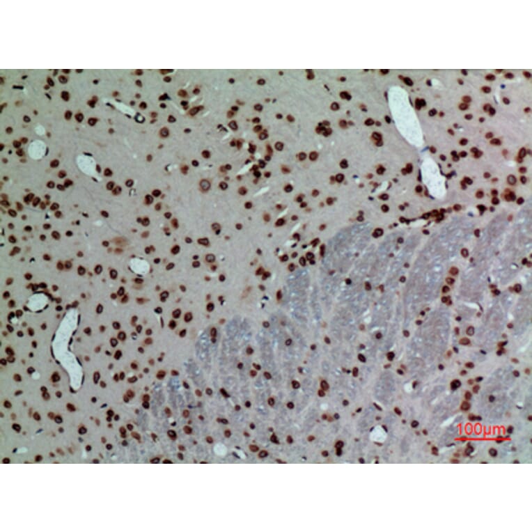 Immunohistochemistry - Anti-LMNB1 Antibody (C30101) - Antibodies.com