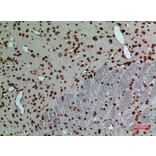 Immunohistochemistry - Anti-LMNB1 Antibody (C30101) - Antibodies.com