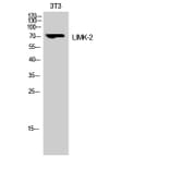 Western Blot - Anti-LIMK2 Antibody (B8045) - Antibodies.com