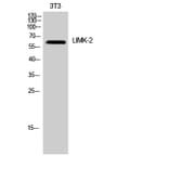 Western Blot - Anti-LIMK1 Antibody (B7140) - Antibodies.com