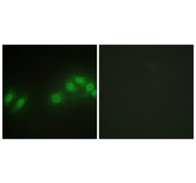 Immunofluorescence - Anti-LATS2 Antibody (C11751) - Antibodies.com