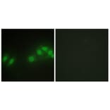 Immunofluorescence - Anti-LATS2 Antibody (C11751) - Antibodies.com