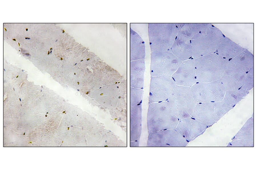 Immunohistochemistry - Anti-LATS2 Antibody (C11751) - Antibodies.com