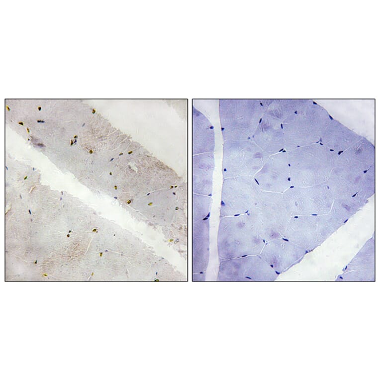 Immunohistochemistry - Anti-LATS2 Antibody (C11751) - Antibodies.com