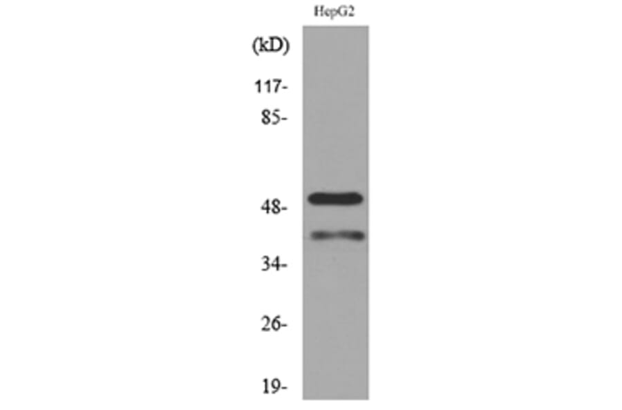 Western Blot - Anti-LASP1 Antibody (C30302) - Antibodies.com