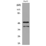 Western Blot - Anti-LASP1 Antibody (C30302) - Antibodies.com