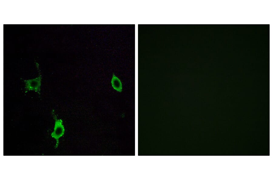 Immunofluorescence - Anti-LAMC3 Antibody (C13074) - Antibodies.com