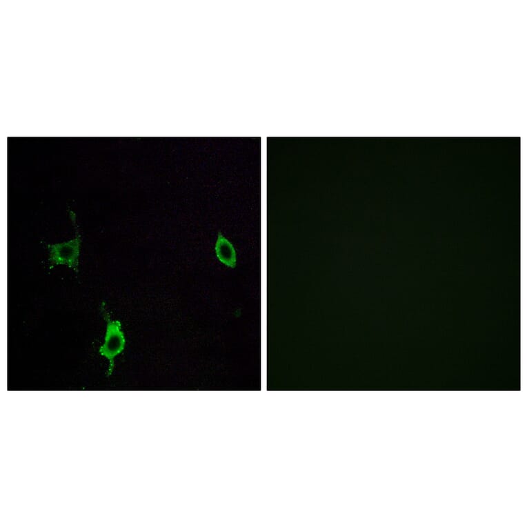 Immunofluorescence - Anti-LAMC3 Antibody (C13074) - Antibodies.com