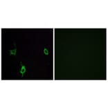 Immunofluorescence - Anti-LAMC3 Antibody (C13074) - Antibodies.com