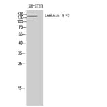 Western Blot - Anti-LAMC3 Antibody (C13074) - Antibodies.com