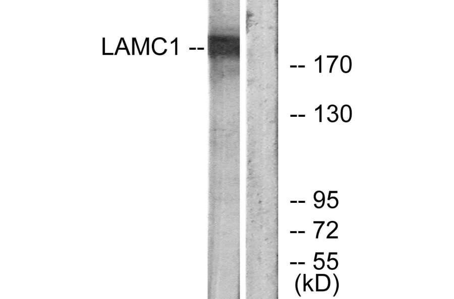 Western Blot - Anti-LAMC1 Antibody (C13072) - Antibodies.com