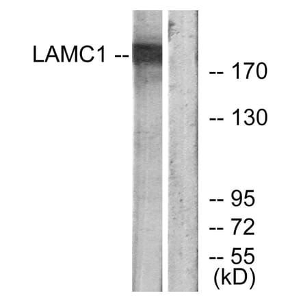 Western Blot - Anti-LAMC1 Antibody (C13072) - Antibodies.com