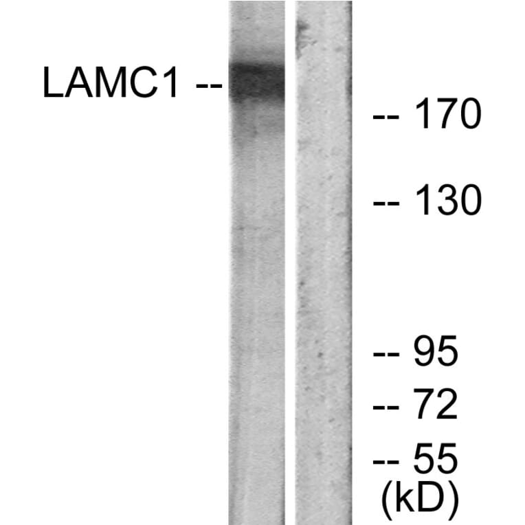 Western Blot - Anti-LAMC1 Antibody (C13072) - Antibodies.com