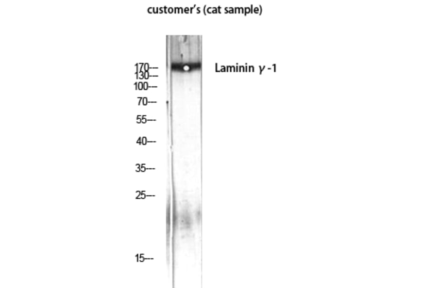 Western Blot - Anti-LAMC1 Antibody (C13072) - Antibodies.com