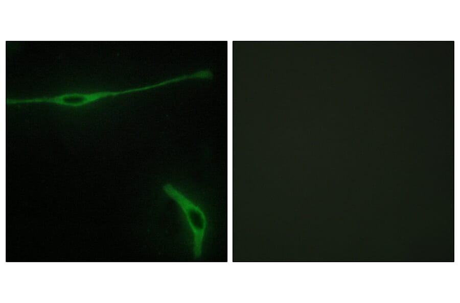 Immunofluorescence - Anti-LAMA2 Antibody (C13065) - Antibodies.com