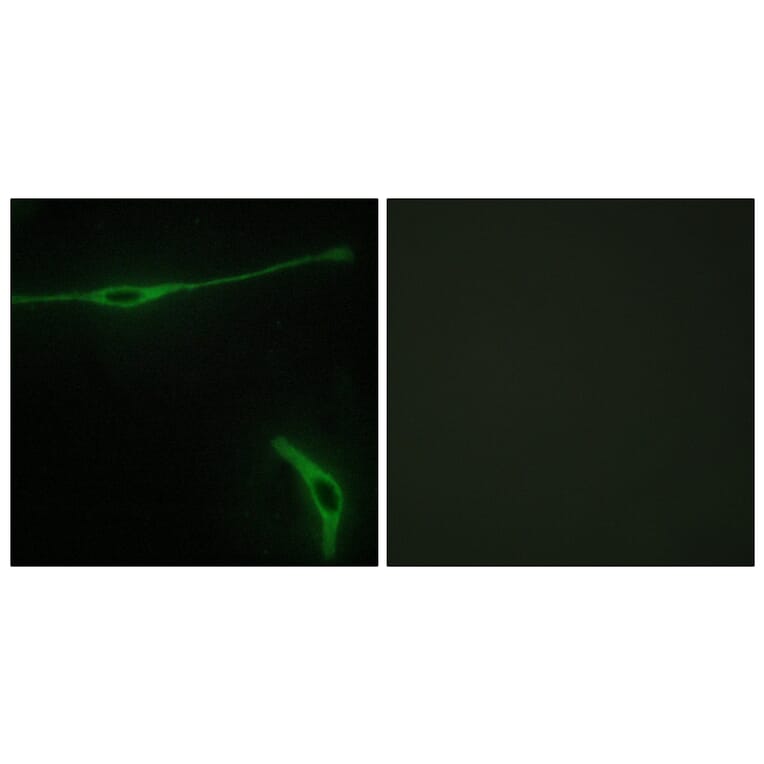 Immunofluorescence - Anti-LAMA2 Antibody (C13065) - Antibodies.com