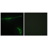 Immunofluorescence - Anti-LAMA2 Antibody (C13065) - Antibodies.com