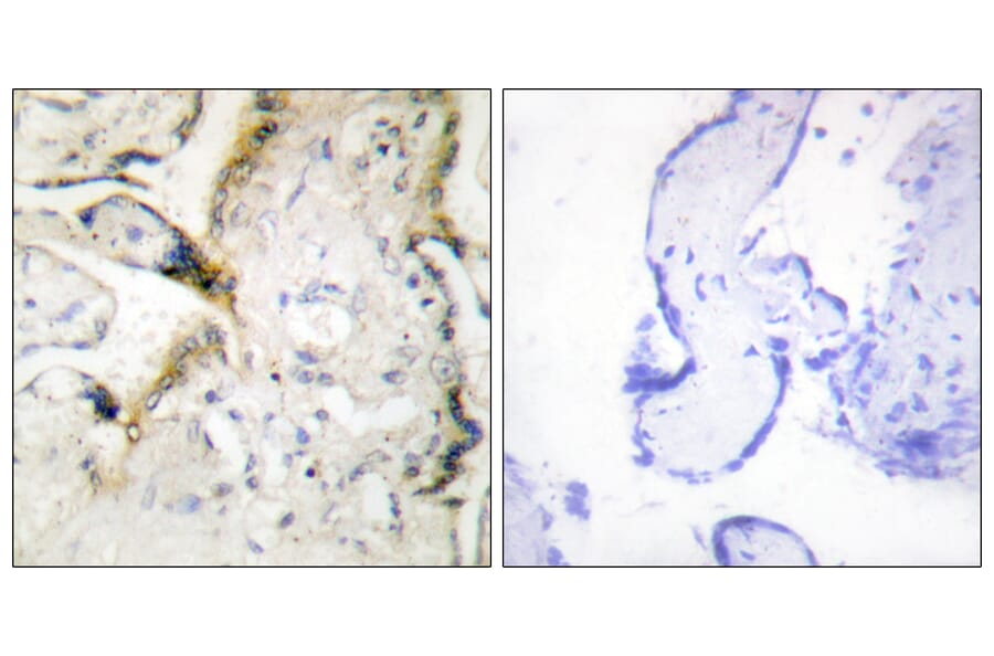 Immunohistochemistry - Anti-LAMA2 Antibody (C13065) - Antibodies.com