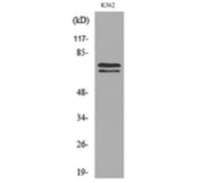 Western Blot - Anti-KEAP1 Antibody (C30246) - Antibodies.com