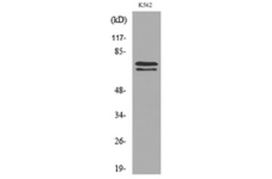 Western Blot - Anti-KEAP1 Antibody (C30246) - Antibodies.com