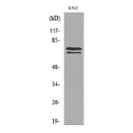 Western Blot - Anti-KEAP1 Antibody (C30246) - Antibodies.com