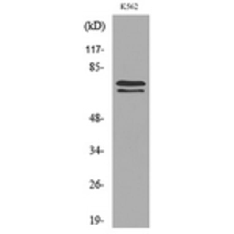 Western Blot - Anti-KEAP1 Antibody (C30246) - Antibodies.com