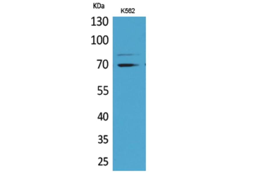 Western Blot - Anti-KEAP1 Antibody (C30246) - Antibodies.com