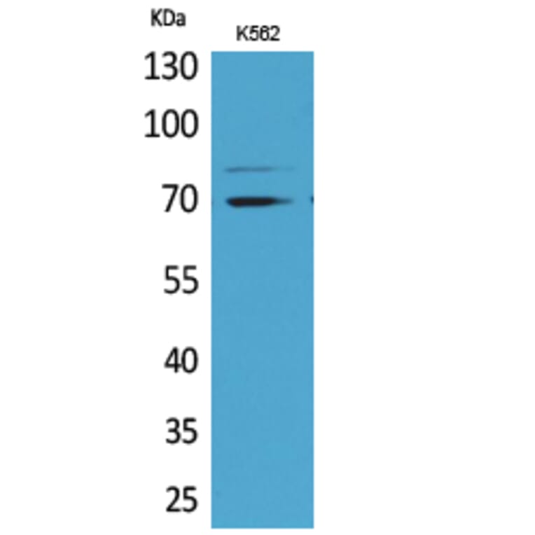 Western Blot - Anti-KEAP1 Antibody (C30246) - Antibodies.com