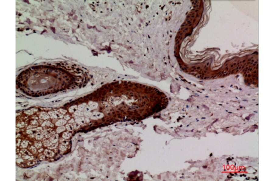 Immunohistochemistry - Anti-KEAP1 Antibody (C30246) - Antibodies.com