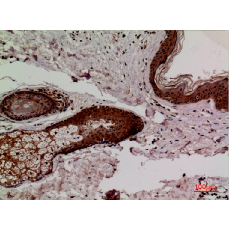 Immunohistochemistry - Anti-KEAP1 Antibody (C30246) - Antibodies.com