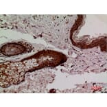 Immunohistochemistry - Anti-KEAP1 Antibody (C30246) - Antibodies.com