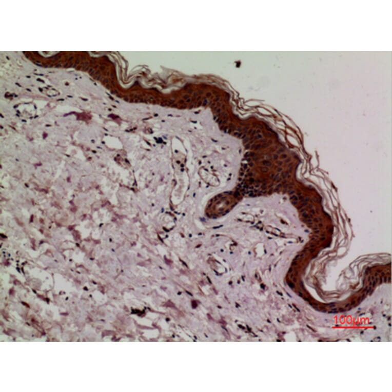 Immunohistochemistry - Anti-KEAP1 Antibody (C30246) - Antibodies.com