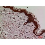 Immunohistochemistry - Anti-KEAP1 Antibody (C30246) - Antibodies.com