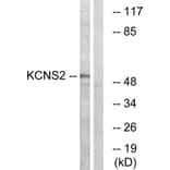 Western Blot - Anti-KCNS2 Antibody (C17827) - Antibodies.com