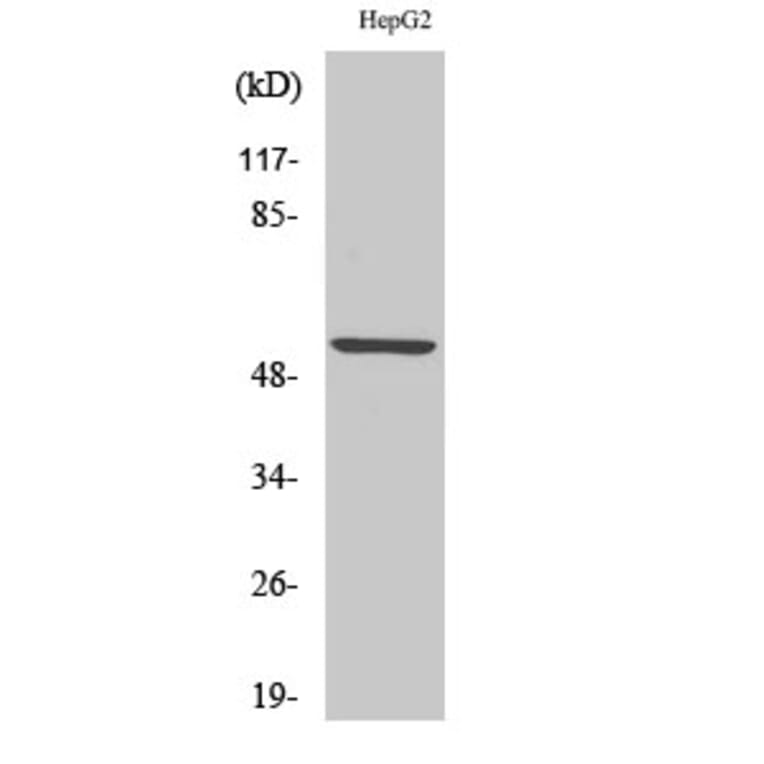 Western Blot - Anti-KCNS2 Antibody (C17827) - Antibodies.com