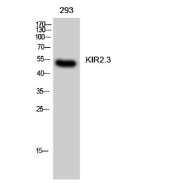 Western Blot - Anti-KCNJ4 Antibody (C21080) - Antibodies.com