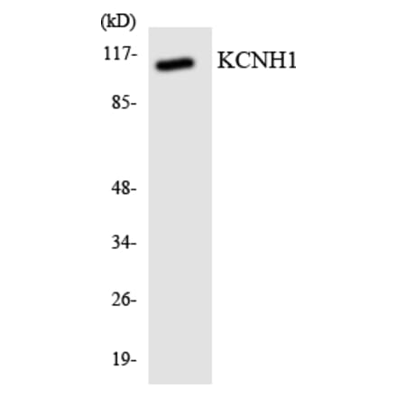 Western Blot - Anti-KCNH1 Antibody (R12-2946) - Antibodies.com