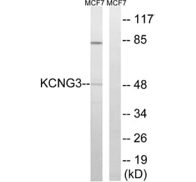 Western Blot - Anti-KCNG3 Antibody (C17811) - Antibodies.com