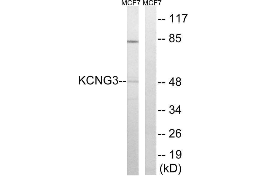 Western Blot - Anti-KCNG3 Antibody (C17811) - Antibodies.com