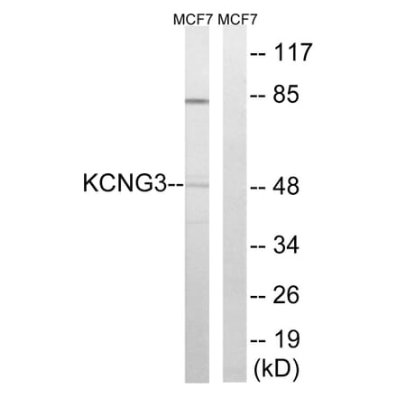 Western Blot - Anti-KCNG3 Antibody (C17811) - Antibodies.com