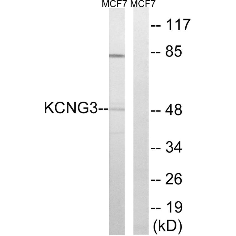 Western Blot - Anti-KCNG3 Antibody (C17811) - Antibodies.com