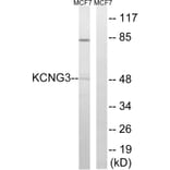 Western Blot - Anti-KCNG3 Antibody (C17811) - Antibodies.com